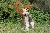 FOX TERRIER 030